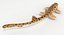 3D epaulette shark animation