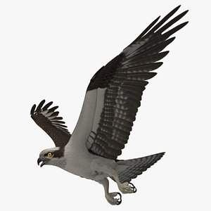 pandion haliaetus osprey animation 3d ma