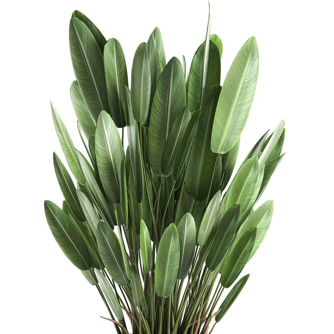 3d Decorative Interior Strelitzia - Turbosquid 1641324