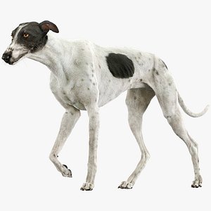 3D model greyhound hound fur