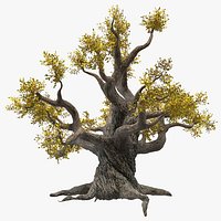 Old Twisted Oak Tree with Leaves