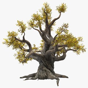Old Twisted Oak Tree with Leaves