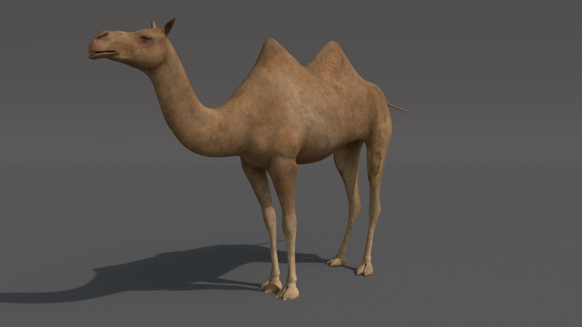 camel vr games 3D model https://p.turbosquid.com/ts-thumb/qe/FCC06l/Fo54AbJi/ca1/jpg/1531525384/1920x1080/fit_q87/8e4091309daba062e496e08a658ed9c70bf68c94/ca1.jpg