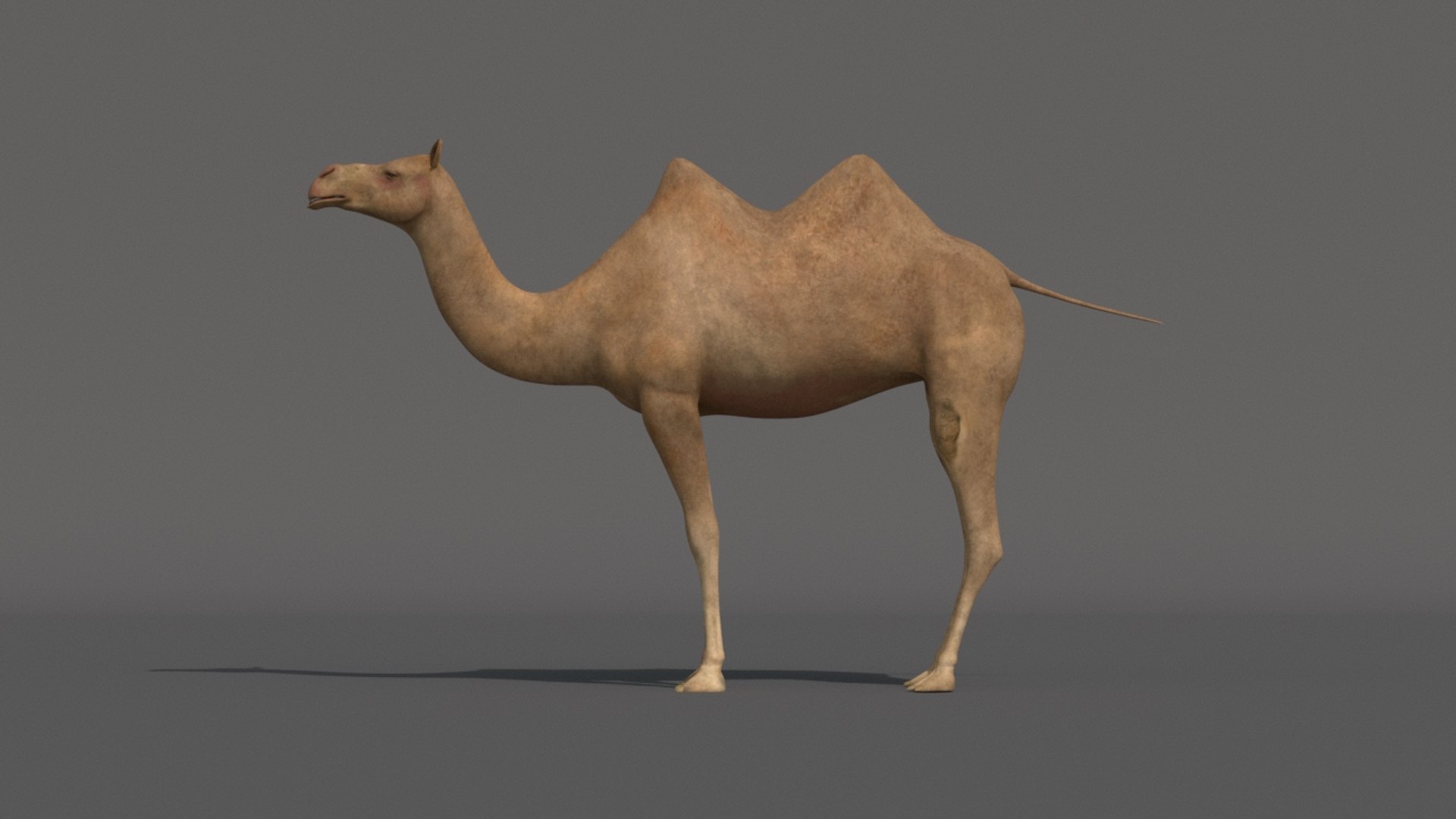 camel vr games 3D model https://p.turbosquid.com/ts-thumb/qe/FCC06l/Iq1YtKhH/c3/jpg/1531525384/1920x1080/fit_q87/b439cfbbed2e25cc40999365abc724acc78e5511/c3.jpg