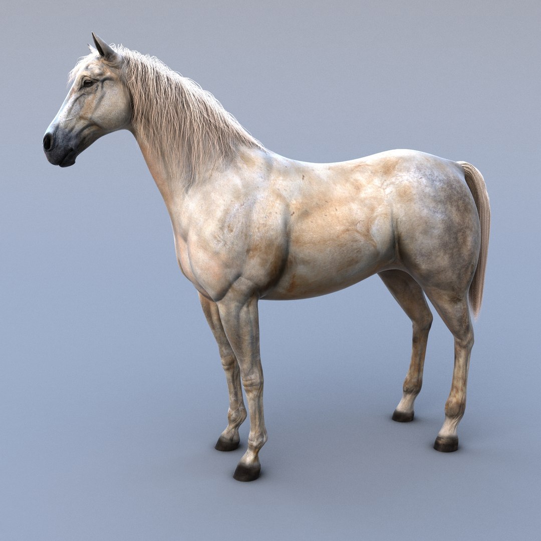 Ma Realistic Horse Rig