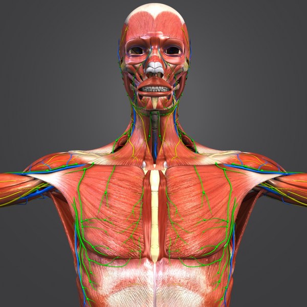 Muscles Skeleton 3d Obj