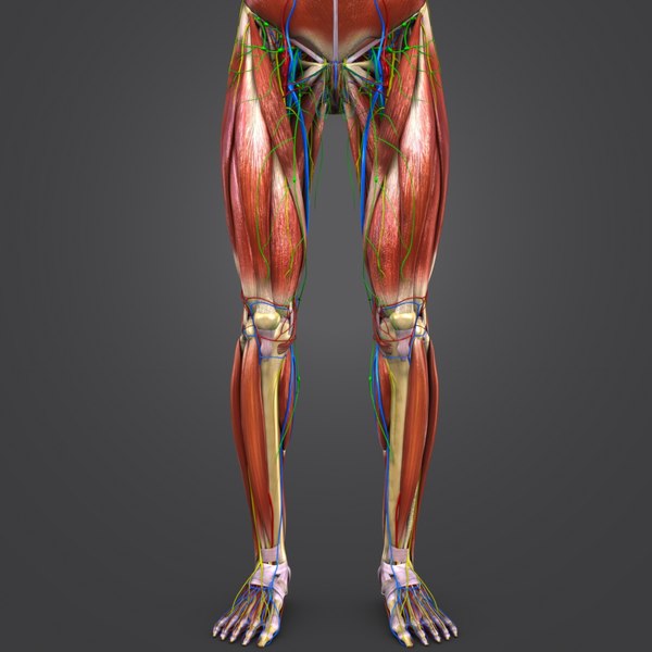 Muscles nerves arteries veins model - TurboSquid 1273562