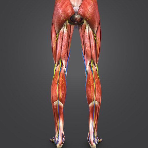 Muscles nerves arteries veins model - TurboSquid 1273562