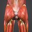 muscles nerves arteries veins model