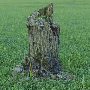 photorealistic tree stump model