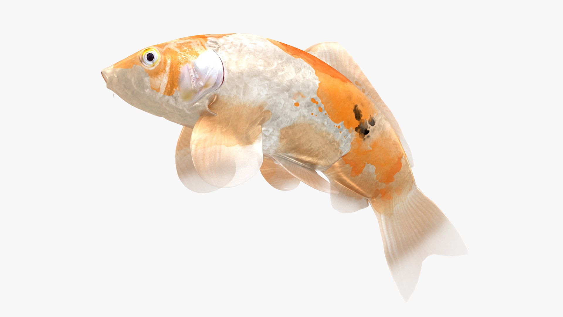 Japanese Carp Fish Rigged L1824 3D https://p.turbosquid.com/ts-thumb/qe/c7Qk4w/BU/29_i27_0003/png/1664503292/1920x1080/fit_q87/620c0f870240e3ad516fba7bbe4351ef0f34e8f9/29_i27_0003.jpg