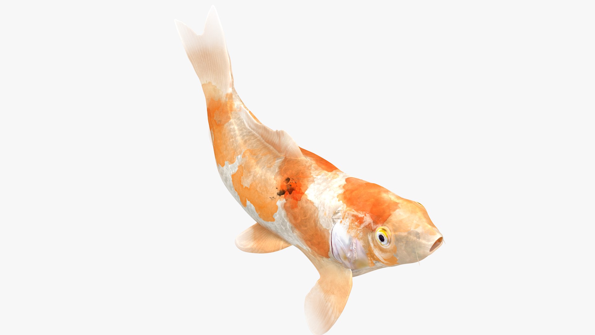 Japanese Carp Fish Rigged L1824 3D https://p.turbosquid.com/ts-thumb/qe/c7Qk4w/NO/01_0003/png/1664503272/1920x1080/fit_q87/7ead23ea7f1265c6cbc15759a791cbea6d8cdeaf/01_0003.jpg