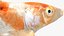 Japanischer Karpfenfisch, manipuliert L1824