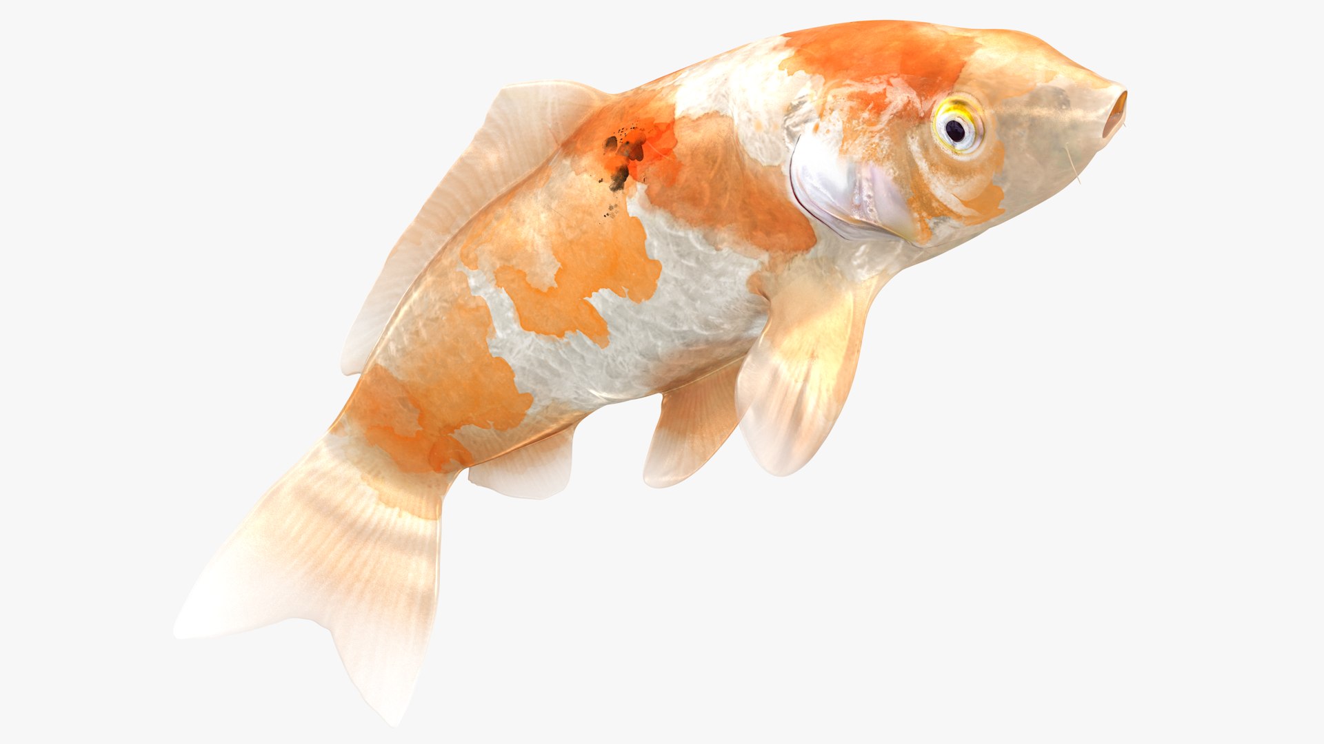 Japanese Carp Fish Rigged L1824 3D https://p.turbosquid.com/ts-thumb/qe/c7Qk4w/hA/24_i22_0003/png/1664503290/1920x1080/fit_q87/49e5935aa1665247f226d16172f964eedd194e49/24_i22_0003.jpg