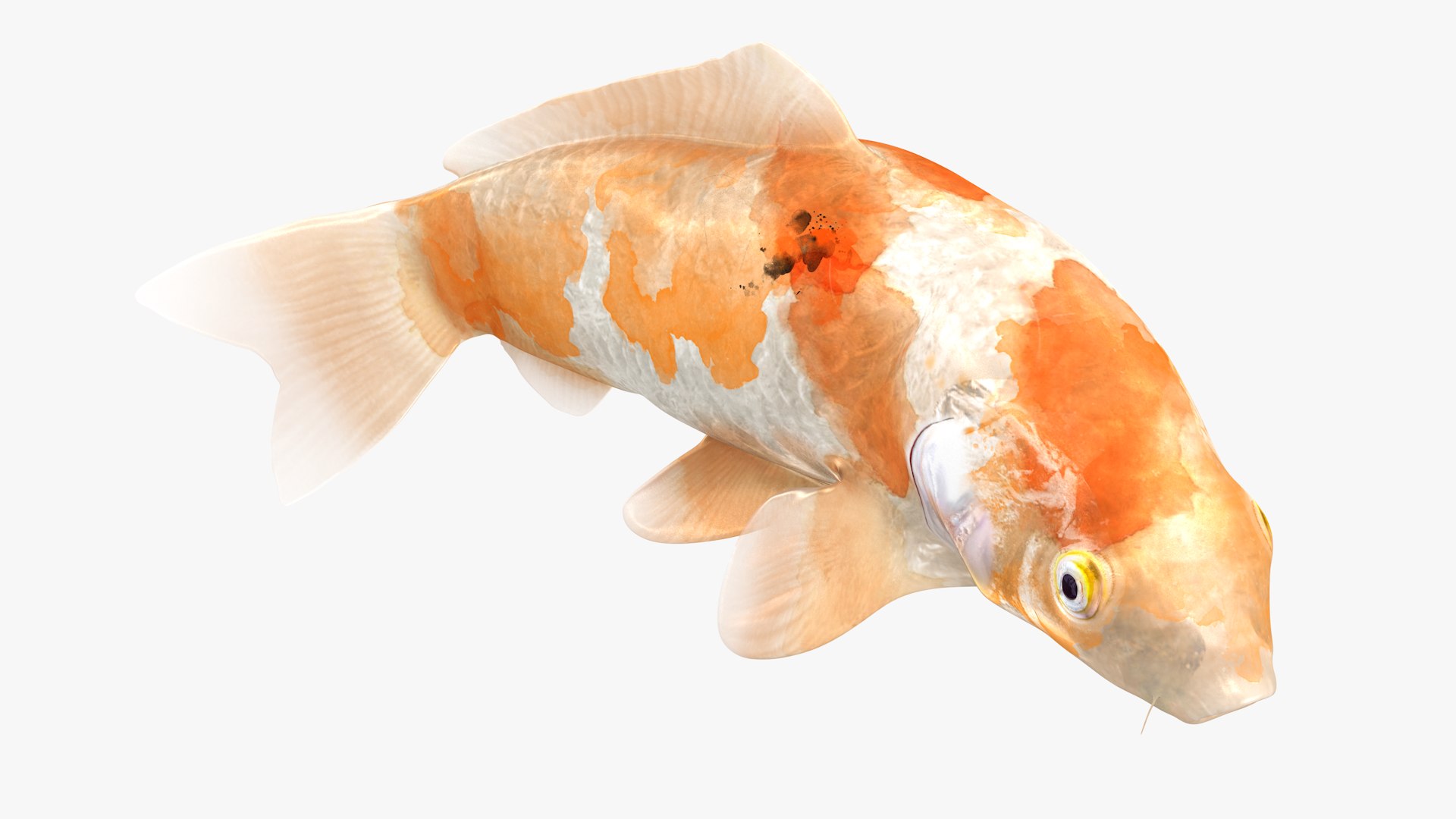 Japanese Carp Fish Rigged L1824 3D https://p.turbosquid.com/ts-thumb/qe/c7Qk4w/pm/23_i21_0003/png/1664503290/1920x1080/fit_q87/b42cf8b01fd1d8fab1062d7eb14ad29e68b615bf/23_i21_0003.jpg