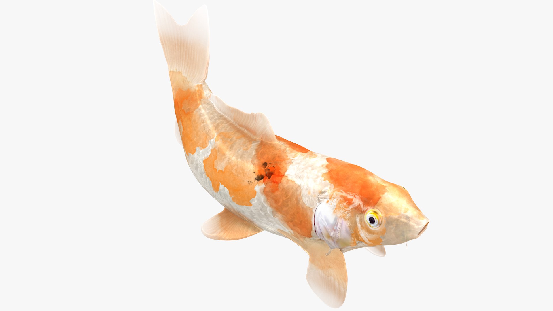 Japanese Carp Fish Rigged L1824 3D https://p.turbosquid.com/ts-thumb/qe/c7Qk4w/ty/26_i24_0003/png/1664503291/1920x1080/fit_q87/d9a89a4dcec27a83d5411420fe09db3a06cc36c9/26_i24_0003.jpg