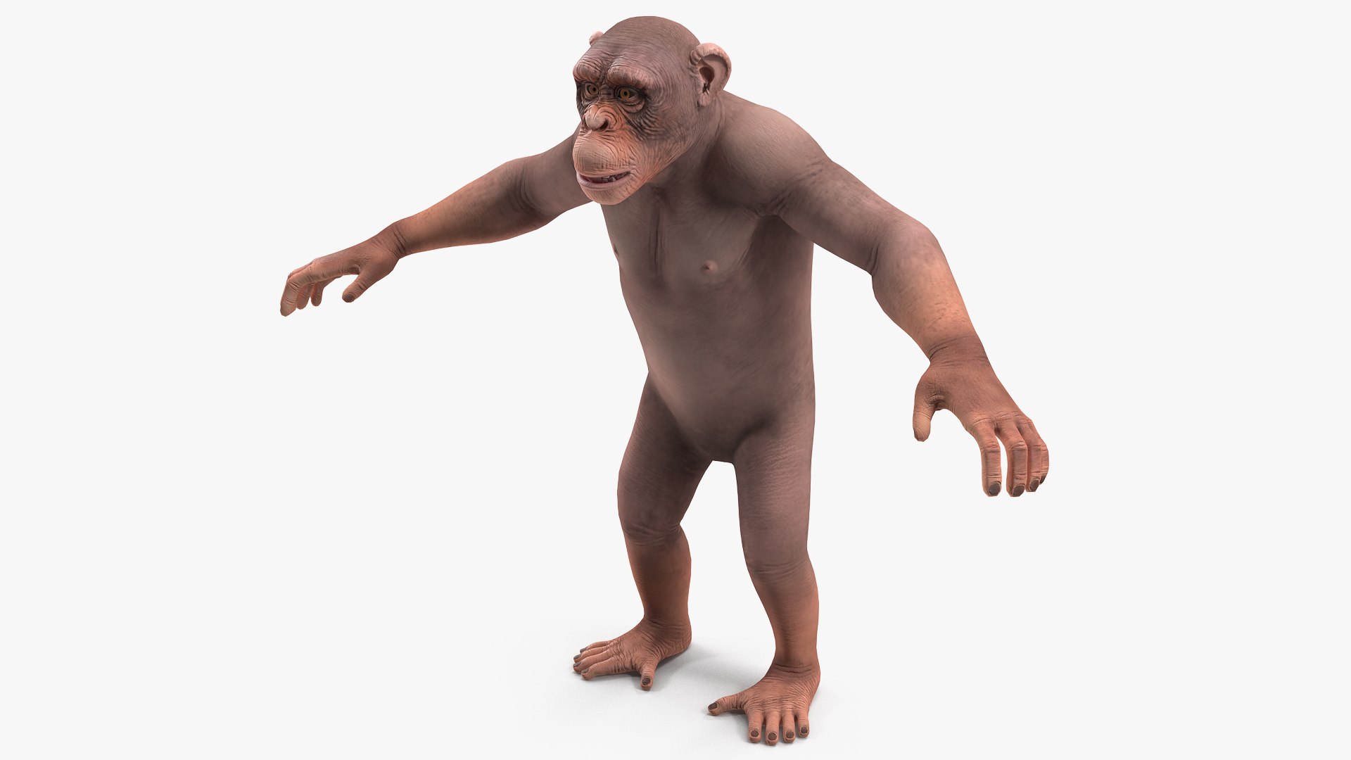 Light Chimpanzee 3D model preview