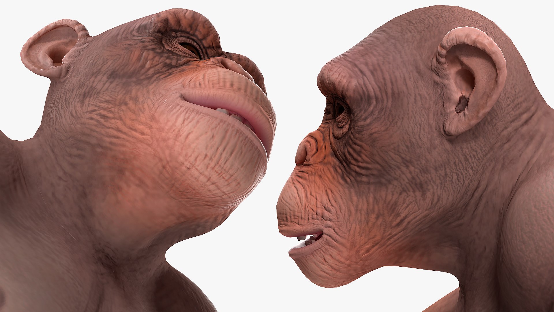 Light Chimpanzee 3D Model - TurboSquid 1432246