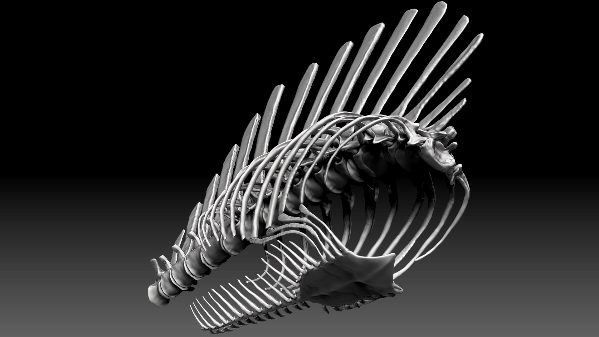 Spinosaurus 2020 Version Rib Set Skeletons Sculpt Project Model ...