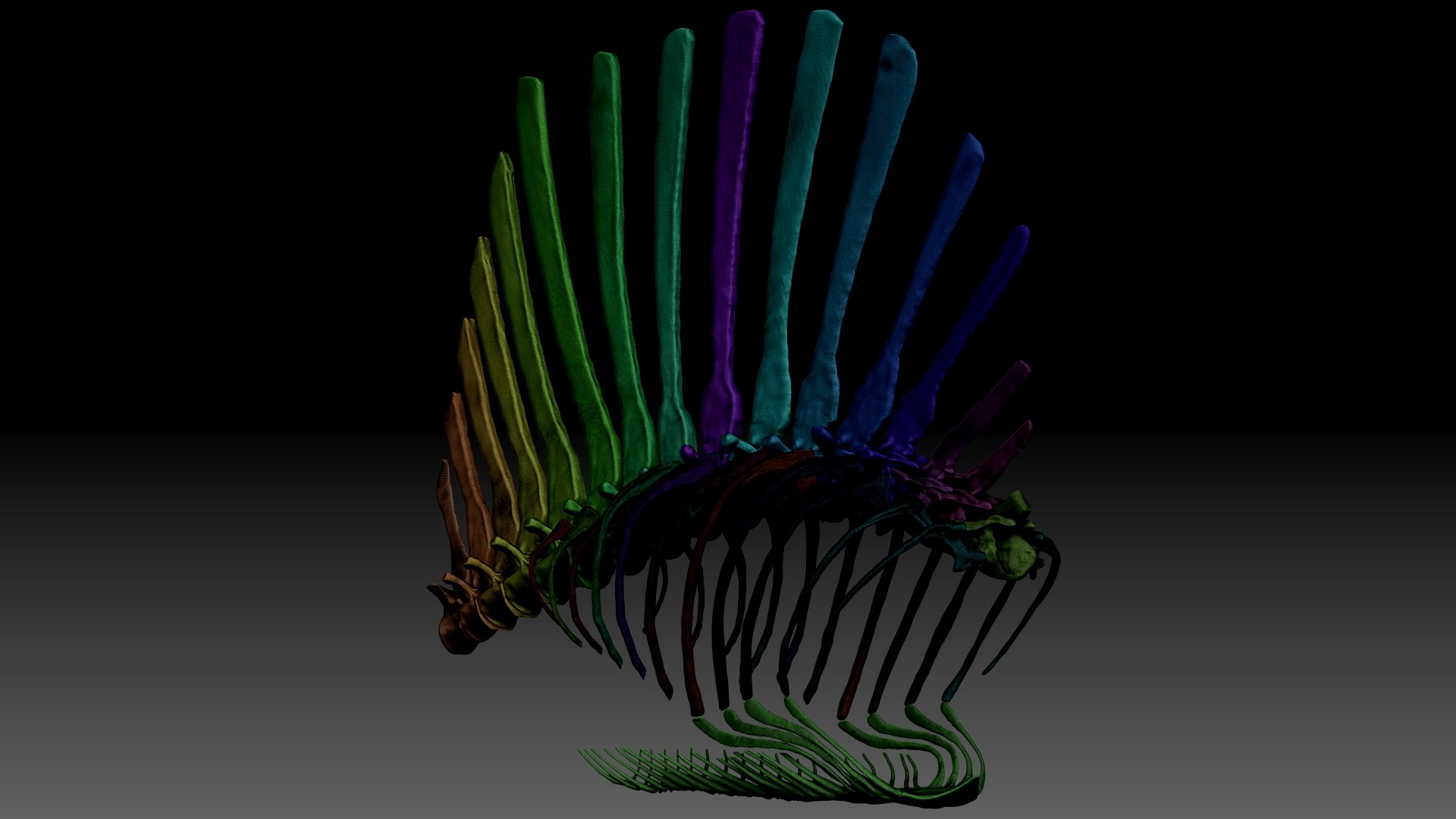 Spinosaurus 2020 Version Rib Set Skeletons Sculpt Project Model ...