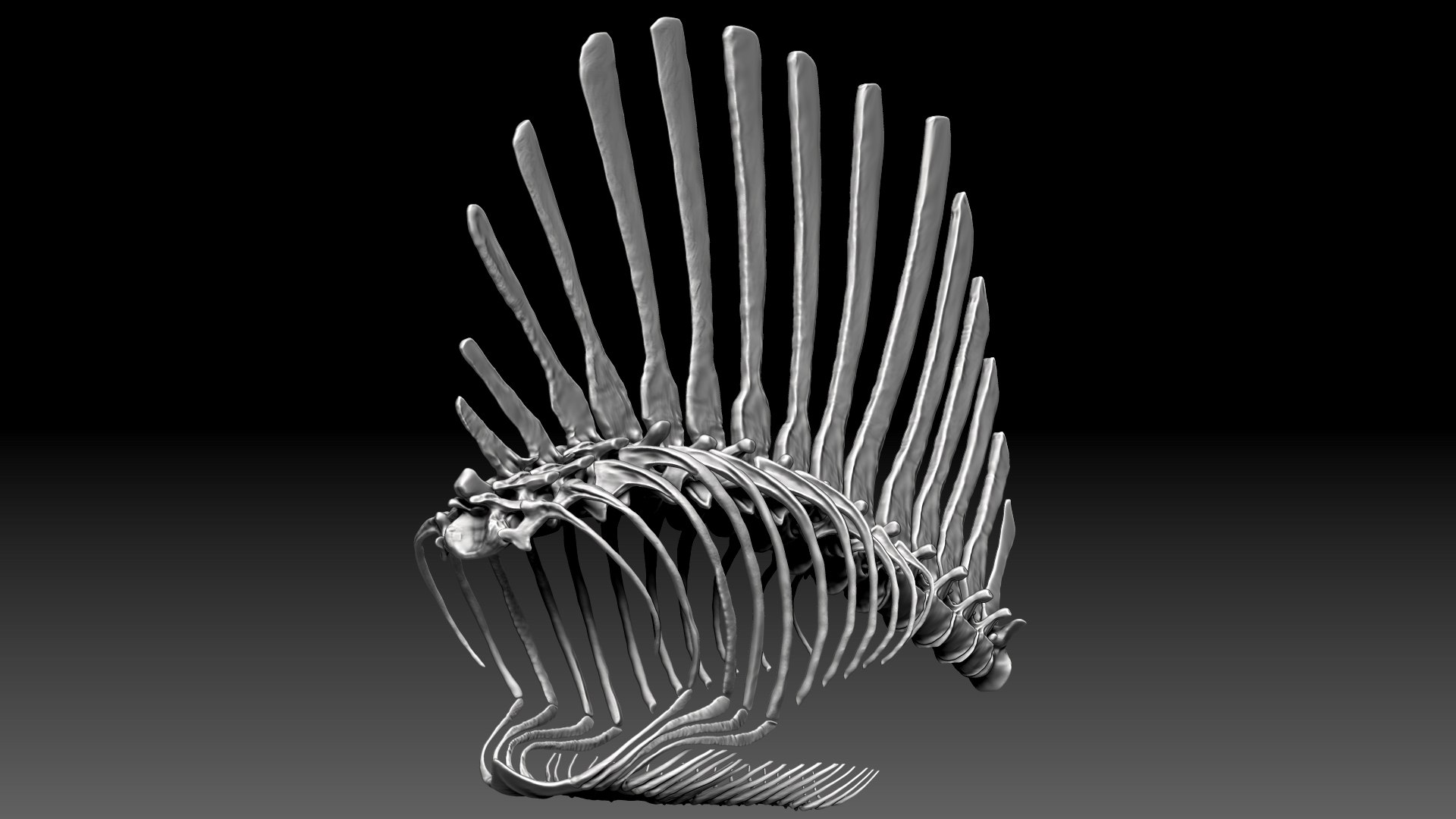 Spinosaurus 2020 Version Rib Set Skeletons Sculpt Project Model ...