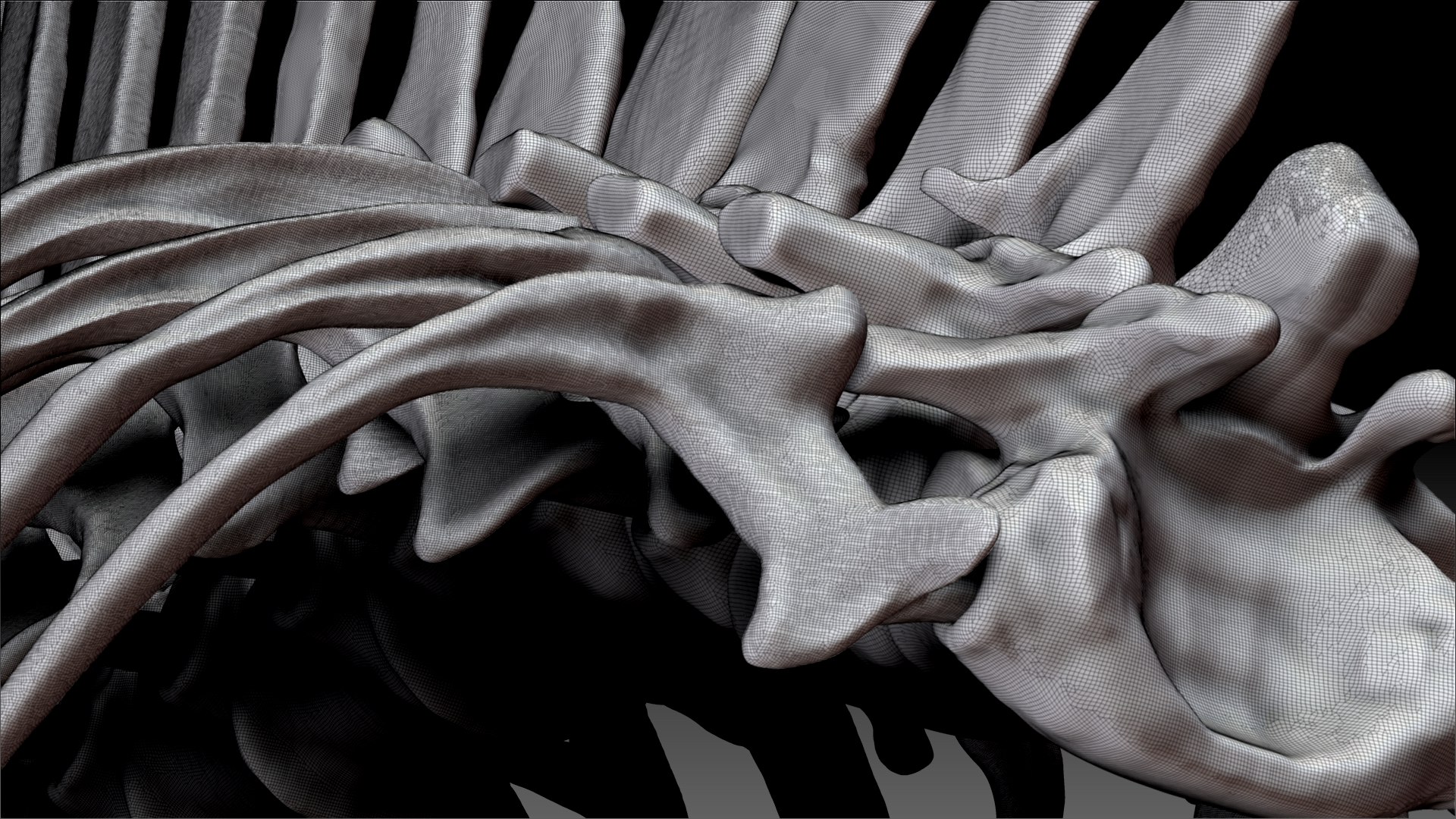 Spinosaurus 2020 Version Rib Set Skeletons Sculpt Project Model ...