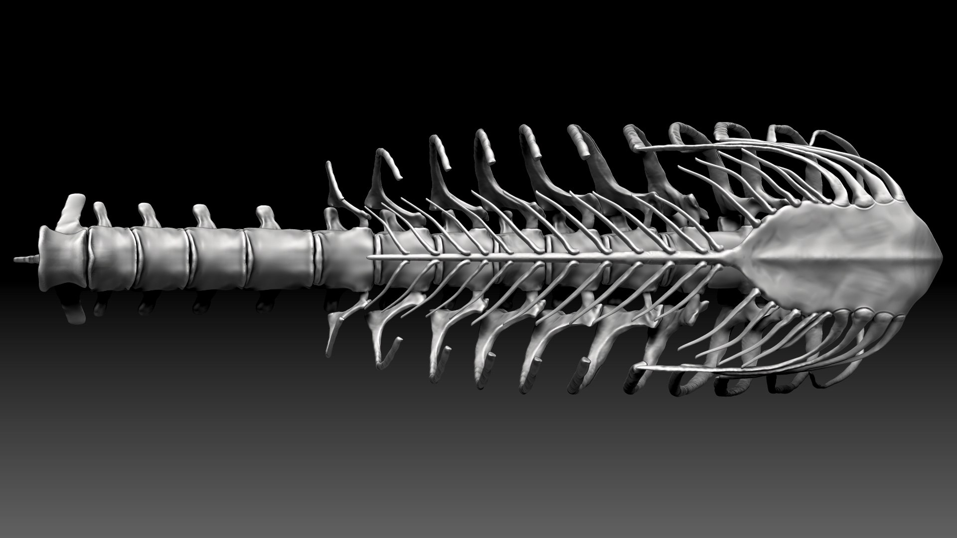 Spinosaurus 2020 Version Rib Set Skeletons Sculpt Project Model ...