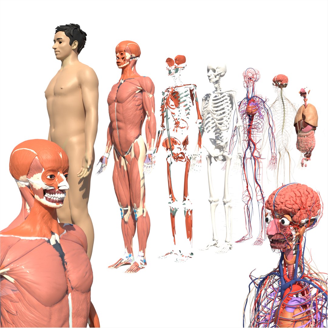 人体の完全な解剖学3Dモデル - TurboSquid 2080208
