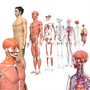 3D model Full Human Body anatomy