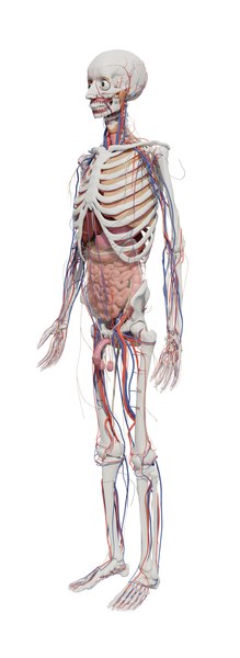 完整的人体解剖学3D模型 - TurboSquid 2080208