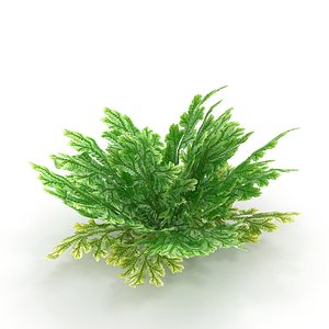 3D Selaginella