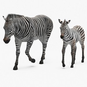 Zebra Mother and Foal Fur