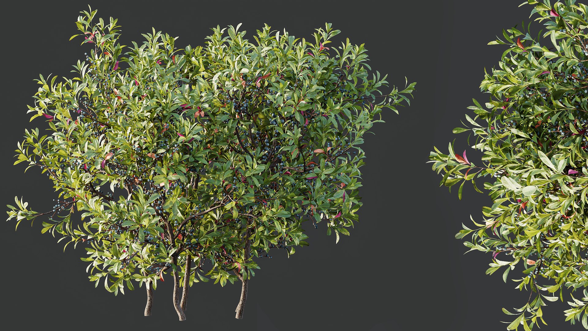 AV Nerium Oleander Laurier Kaner Rose Pink and Myrica Morella Pennsylvania Bayberry Candleberry Nort 3D model https://p.turbosquid.com/ts-thumb/qf/8XwjMh/9O/05/png/1761117233/1920x1080/fit_q87/e9557985ed7824063e5d5ae33412a702b38f16e2/05.jpg