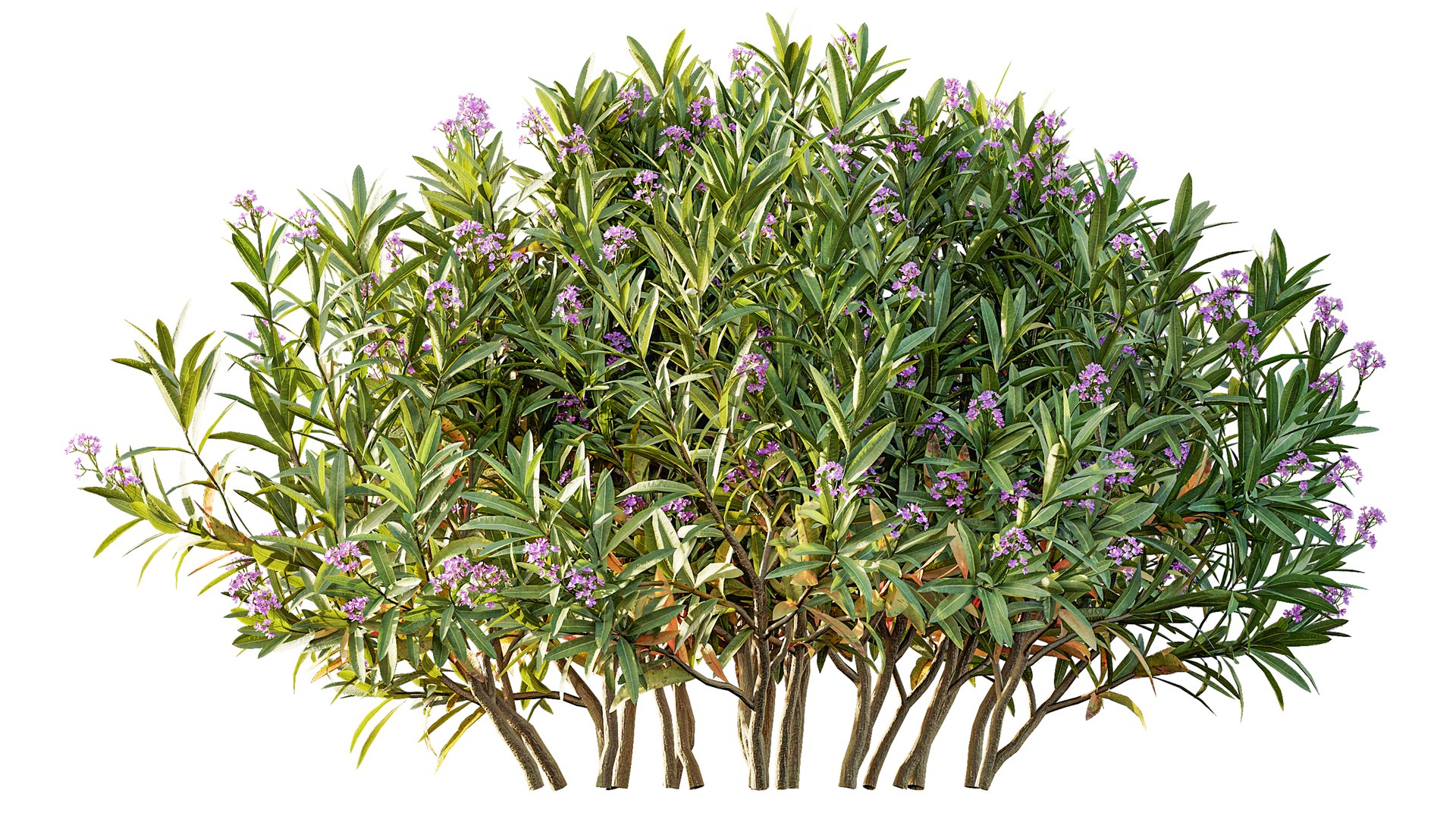 AV Nerium Oleander Laurier Kaner Rose Pink and Myrica Morella Pennsylvania Bayberry Candleberry Nort 3D model https://p.turbosquid.com/ts-thumb/qf/8XwjMh/IJ/04/png/1761117235/1920x1080/fit_q87/4d2ad537cc11ff80d32aa3561d6ce474aaf304d8/04.jpg