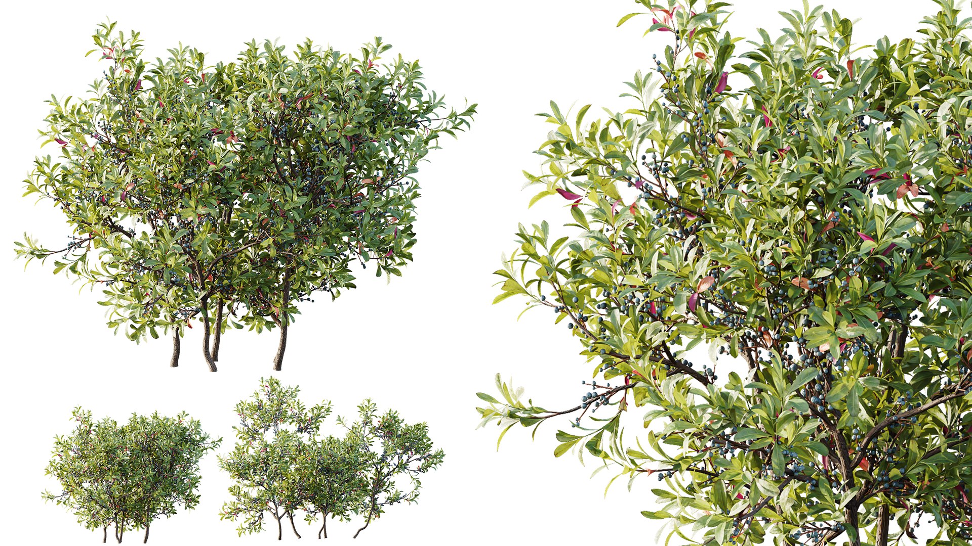 AV Nerium Oleander Laurier Kaner Rose Pink and Myrica Morella Pennsylvania Bayberry Candleberry Nort 3D model https://p.turbosquid.com/ts-thumb/qf/8XwjMh/Sb/03/png/1761117232/1920x1080/fit_q87/ef74afd4f6440b482a9af49ca848a2896784b6ec/03.jpg