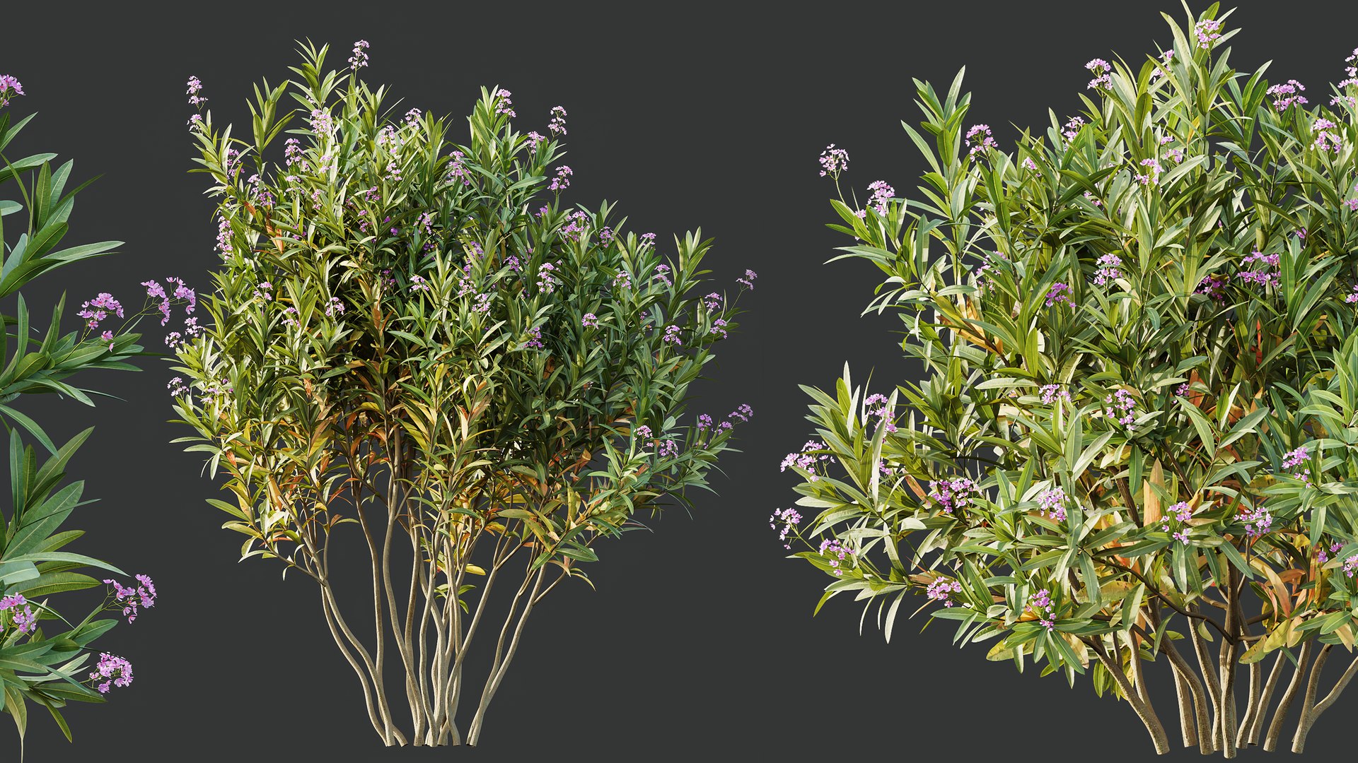 AV Nerium Oleander Laurier Kaner Rose Pink and Myrica Morella Pennsylvania Bayberry Candleberry Nort 3D model https://p.turbosquid.com/ts-thumb/qf/8XwjMh/qV/06/png/1761117235/1920x1080/fit_q87/42950b176ea3e19562c900aa9433aeed7a8bc200/06.jpg