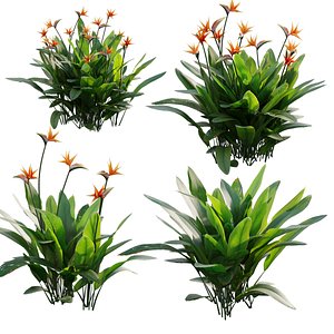 Strelitzia reginae