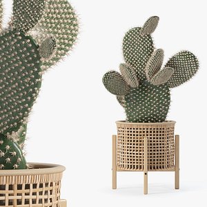 Opuntia microdasys in wooden flower pot model
