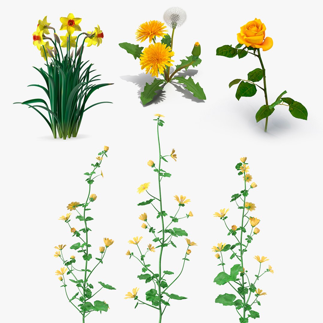 Yellow Flowering Plants Collection 2 3D model preview