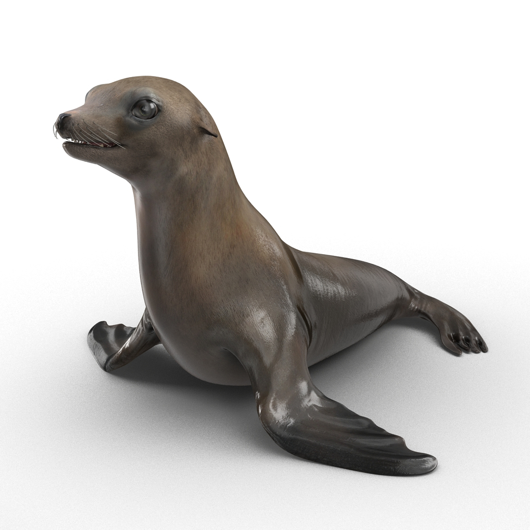 Marine Mammals Rigged 3 3D Model - TurboSquid 1569220