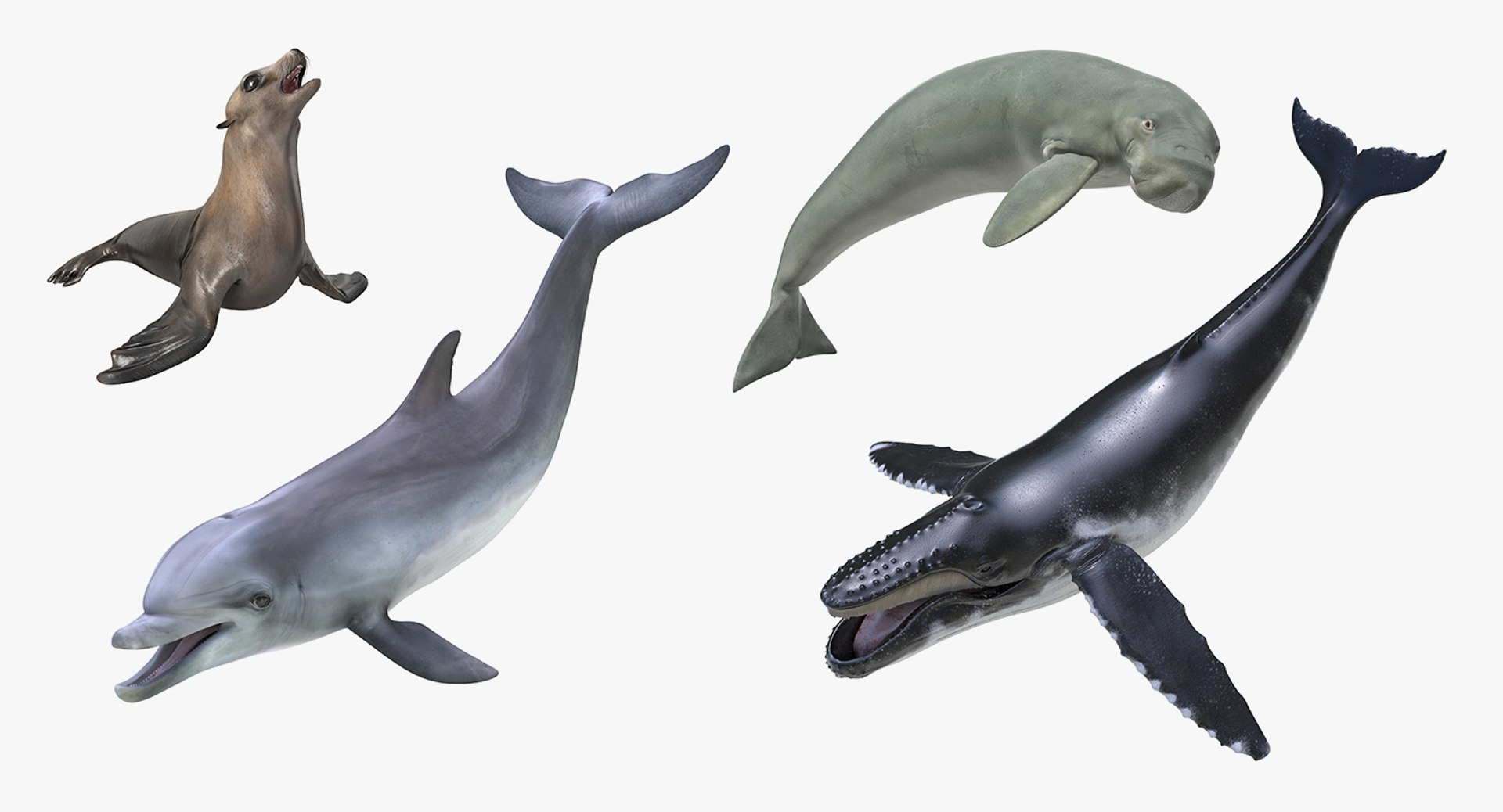 Marine Mammals Rigged Collection 3 for Maya 3D model preview