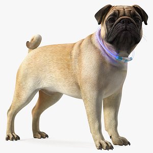 Pug Dog in LED Collar model
