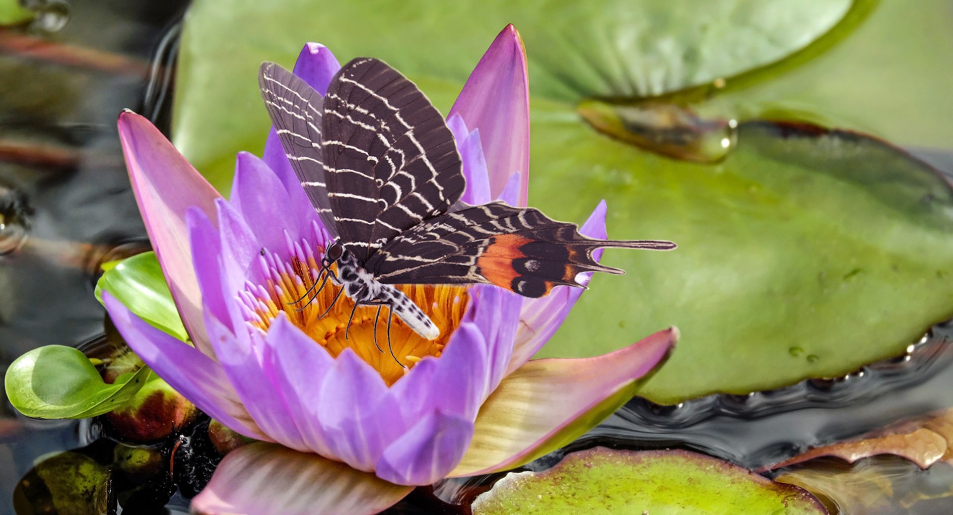 Swallowtail butterfly caterpillar rigged model - TurboSquid 1235681