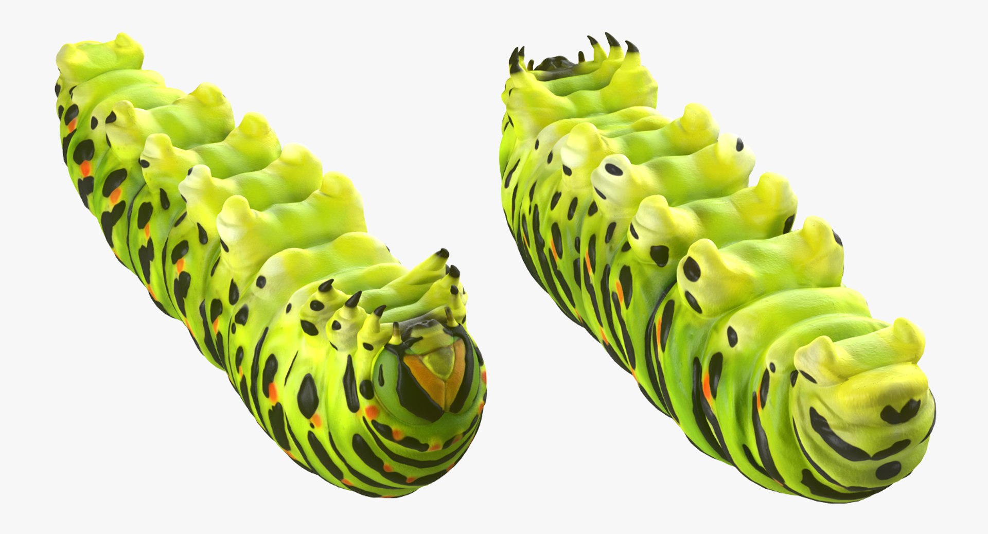 Swallowtail butterfly caterpillar rigged model - TurboSquid 1235681