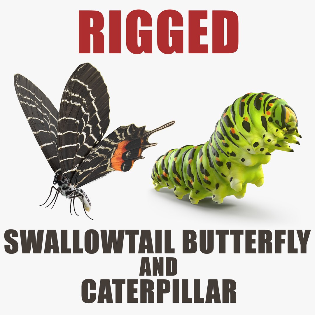 Swallowtail Butterfly and Caterpillar Rigged Collection 3D model preview