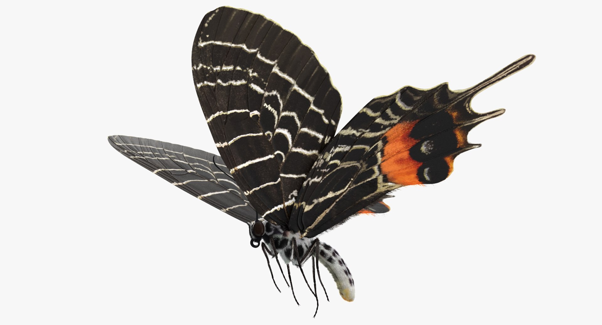 swallowtail butterfly caterpillar rigged model https://p.turbosquid.com/ts-thumb/qf/oqVMCJ/JHYX1Zh9/swallowtailbutterflyandcaterpillarriggedcollection3dsmodel006/jpg/1513804308/1920x1080/fit_q87/619da207fe553c54ca69d2fa53dc6bd2e62b7c56/swallowtailbutterflyandcaterpillarriggedcollection3dsmodel006.jpg