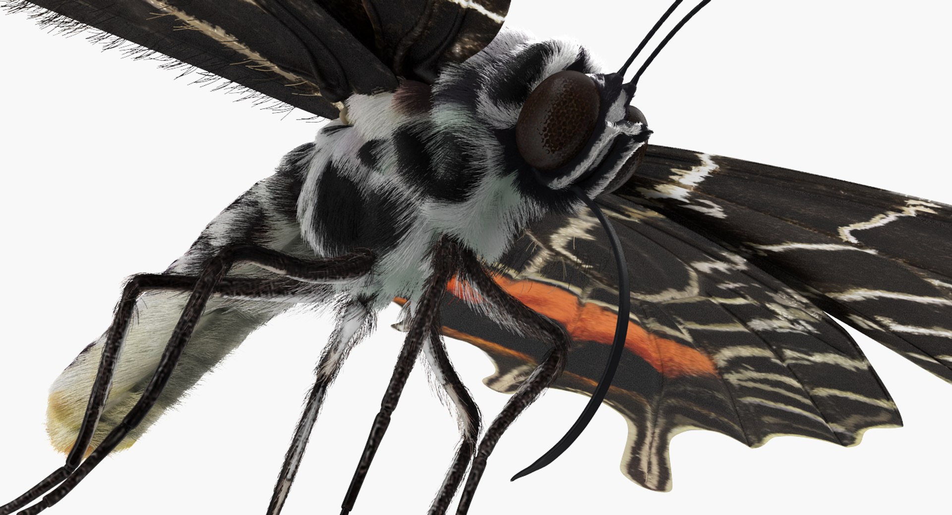 swallowtail butterfly caterpillar rigged model https://p.turbosquid.com/ts-thumb/qf/oqVMCJ/PHUjMu9Q/swallowtailbutterflyandcaterpillarriggedcollection3dsmodel009/jpg/1513804317/1920x1080/fit_q87/beb0463ee1645465a226d6e86ec7afc3e1b2cd09/swallowtailbutterflyandcaterpillarriggedcollection3dsmodel009.jpg