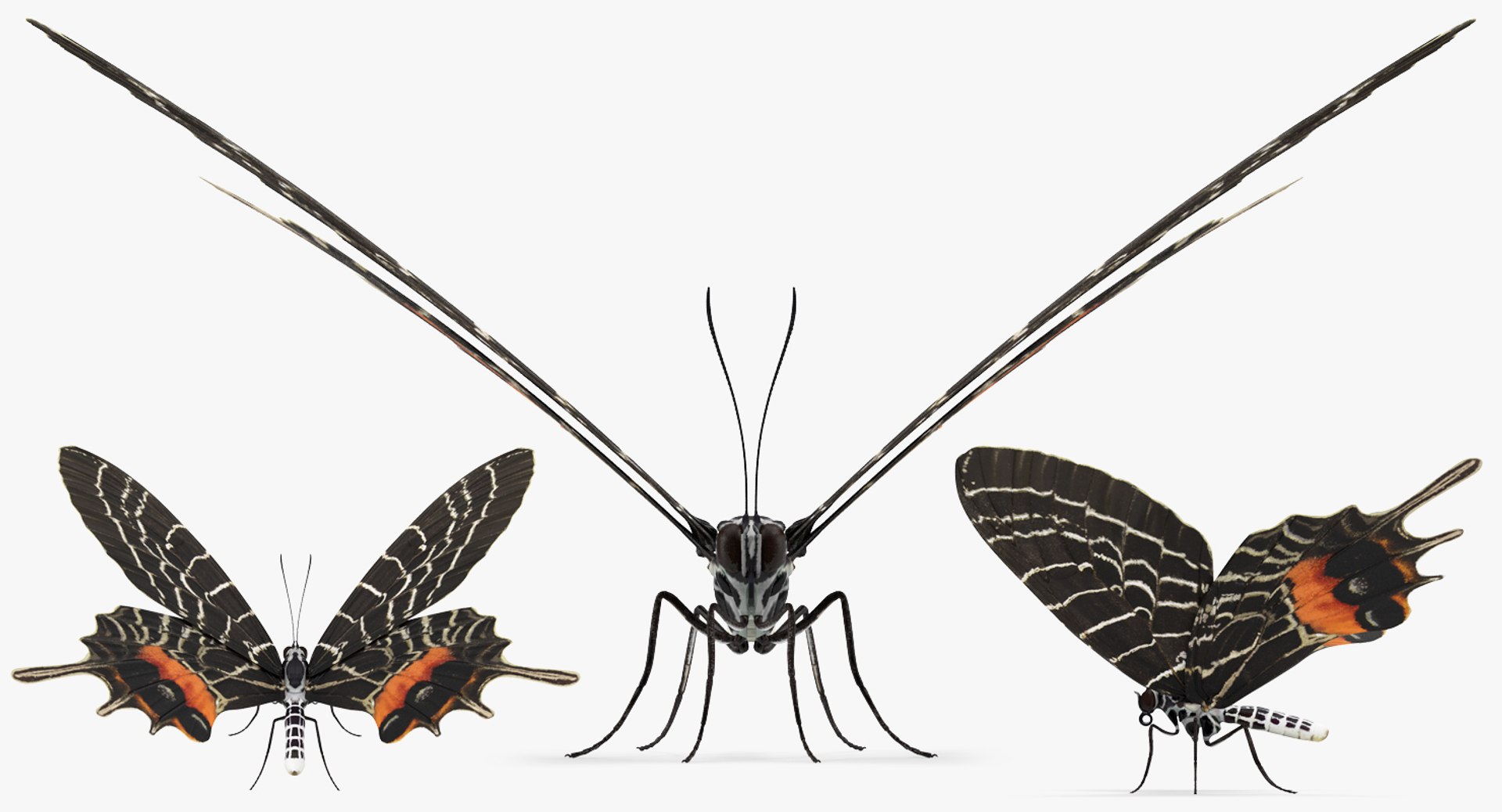 swallowtail butterfly caterpillar rigged model https://p.turbosquid.com/ts-thumb/qf/oqVMCJ/PKC5hOHY/swallowtailbutterflyandcaterpillarriggedcollection3dsmodel010/jpg/1513804320/1920x1080/fit_q87/ca6a753605d42dc4846c00fe339158ea65b5f0b0/swallowtailbutterflyandcaterpillarriggedcollection3dsmodel010.jpg