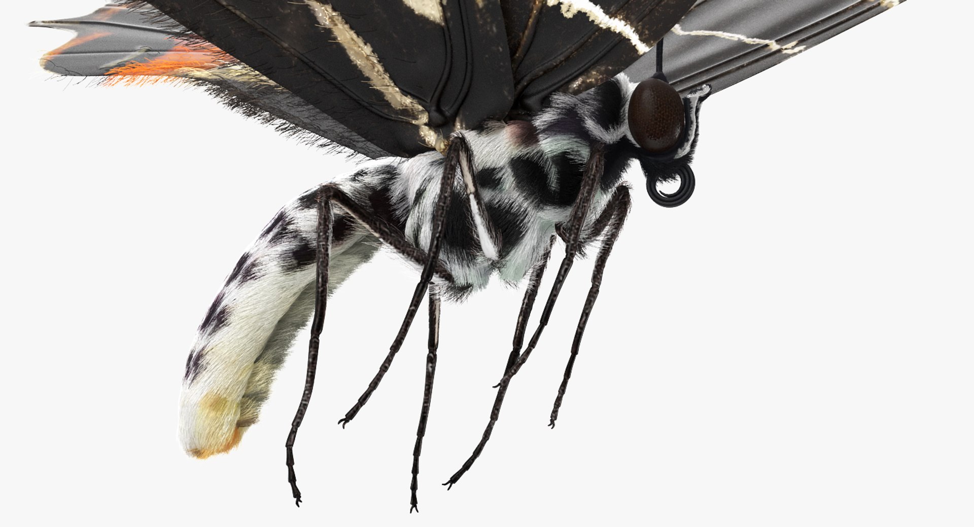 swallowtail butterfly caterpillar rigged model https://p.turbosquid.com/ts-thumb/qf/oqVMCJ/n9vkbGmX/swallowtailbutterflyandcaterpillarriggedcollection3dsmodel008/jpg/1513804314/1920x1080/fit_q87/efe46096653f1fbbd50973490c6ff6880efd863c/swallowtailbutterflyandcaterpillarriggedcollection3dsmodel008.jpg