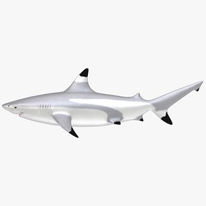 Blacktip Shark